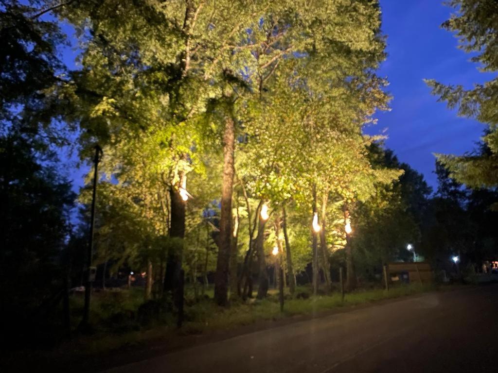un grupo de árboles al lado de una calle por la noche en Pucon Villarrica Aldea Molco, en Molco