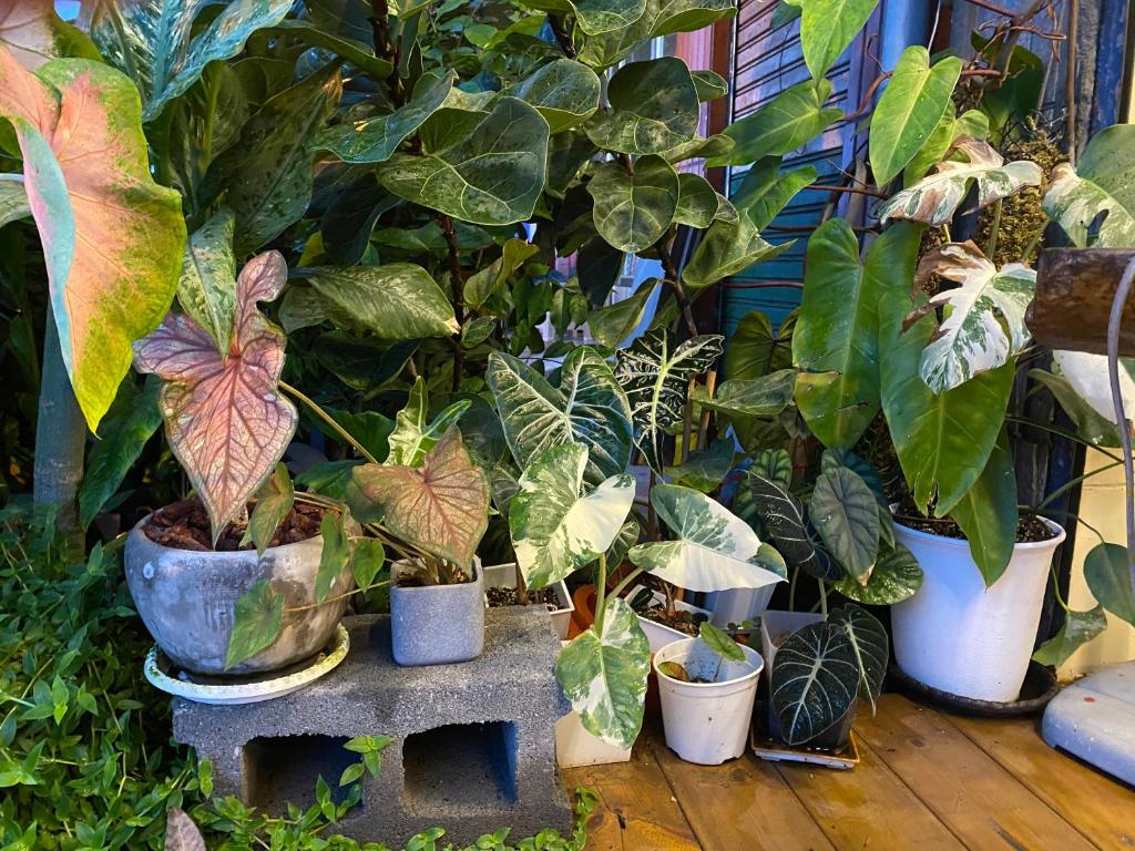 Zahrada ubytování Dulan Tranquilo Hostel 台東都蘭晃輕鬆背包客棧