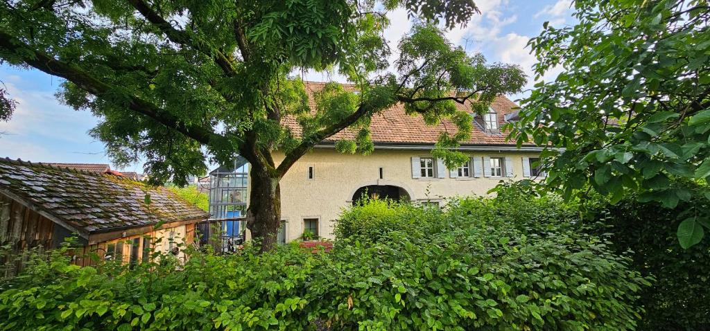 a large white house with a tree in front of it at Blue Wall BnB in Gebenstorf