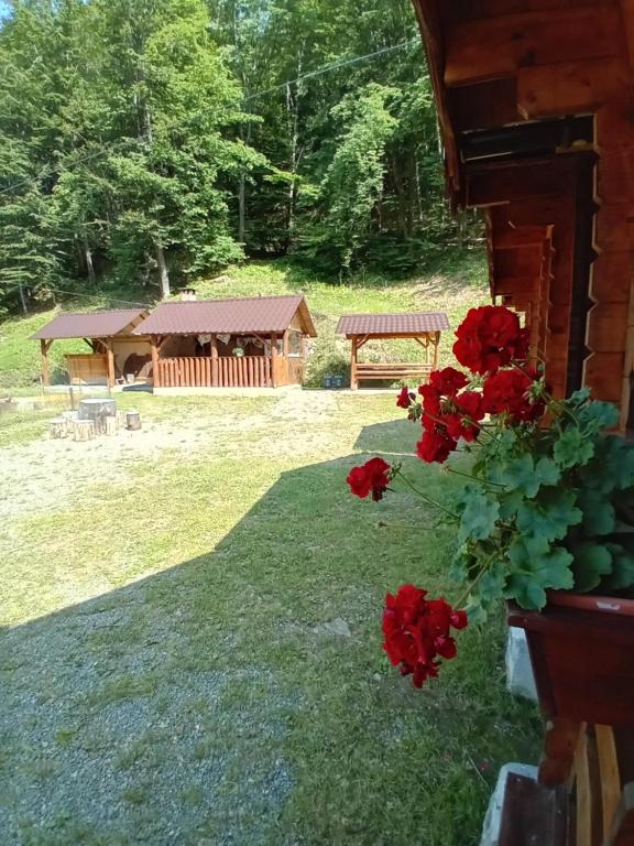 Zahrada ubytování Căbănuțe Izbândiș