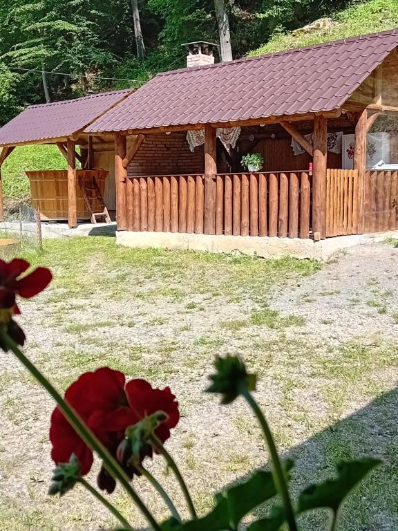 Zahrada ubytování Căbănuțe Izbândiș