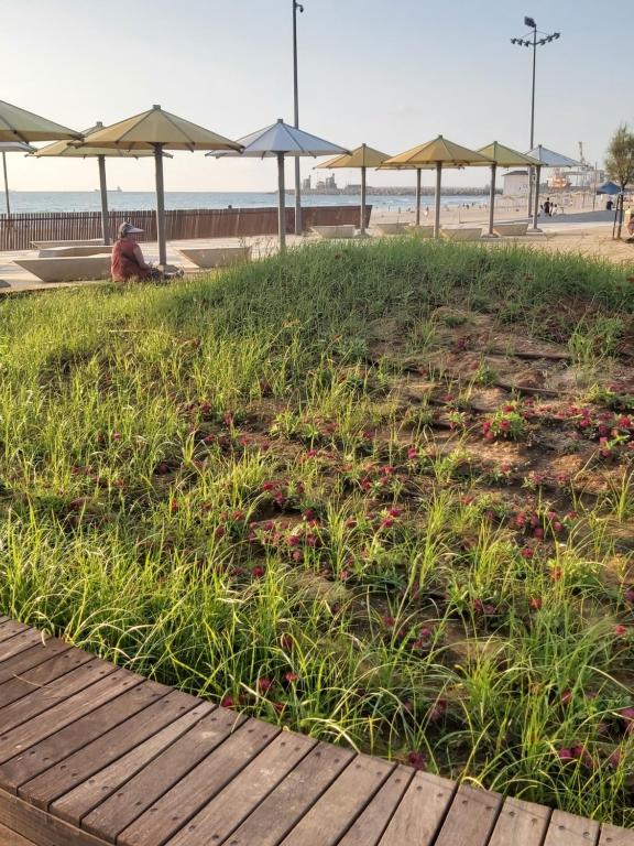 een persoon op het gras bij het strand bij studio by the sea in Ashdod