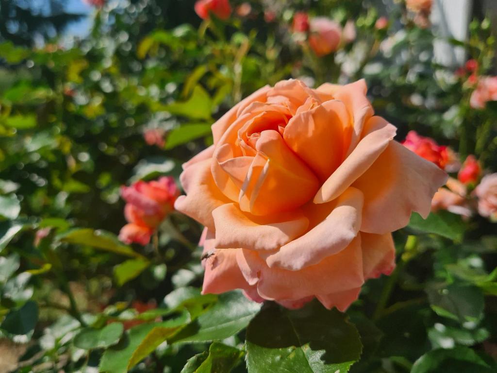 una rosa naranja está creciendo en un jardín en Room lover Les Chaizes, en Saint-Romain-Lachalm