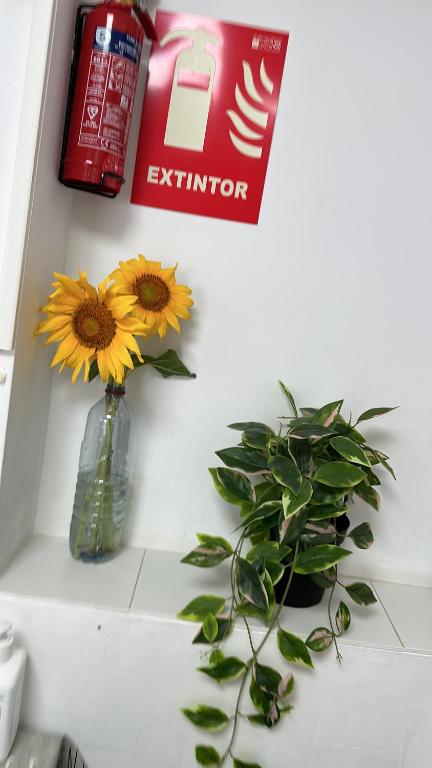 un vase avec des tournesols sur une étagère dans l'établissement Casa Sur H1, à Cordoue