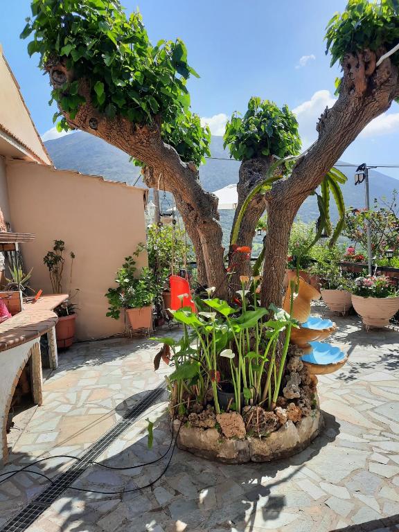 a tree in a courtyard with plants and a table at Toulas House in Divarata