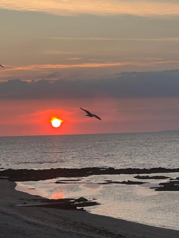 un oiseau survolant l'océan au coucher du soleil dans l'établissement Les yeux dans l'océan, au Croisic