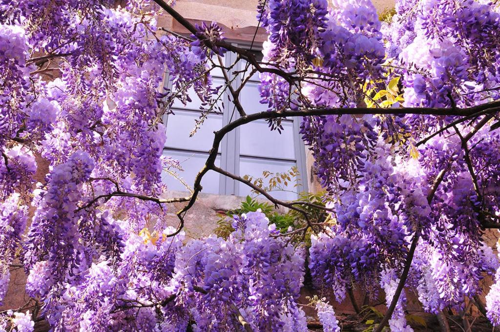 un árbol cubierto de glicinas púrpuras frente a un edificio en Les Glycines Vézelay en Vézelay