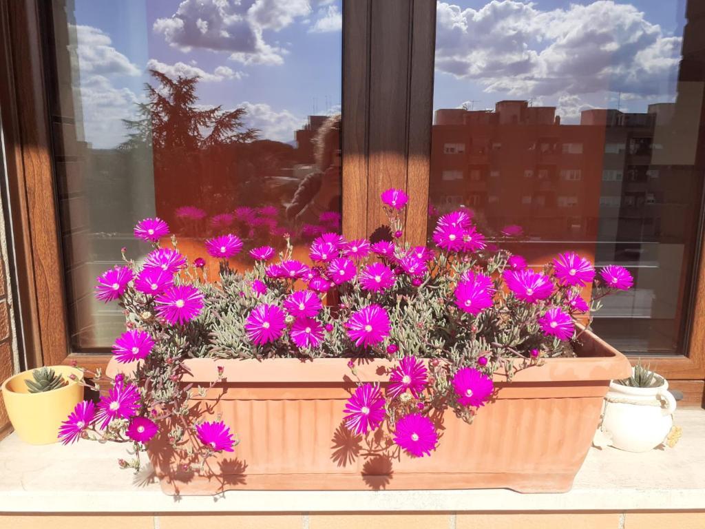 Zdjęcie z galerii obiektu L'Orchidea di Ale w mieście Tivoli Terme