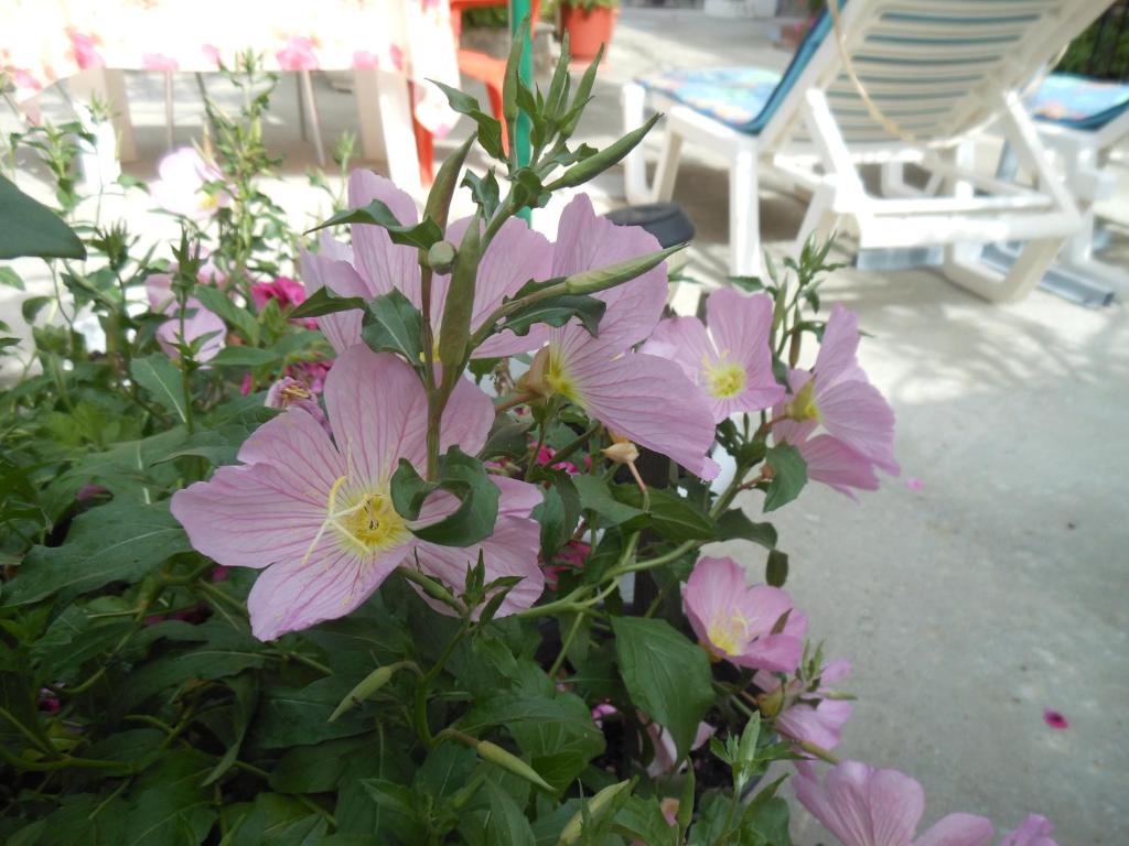 Un mazzo di fiori rosa davanti a una sedia di Pansion Giorgos & Rania a Città di Skiathos