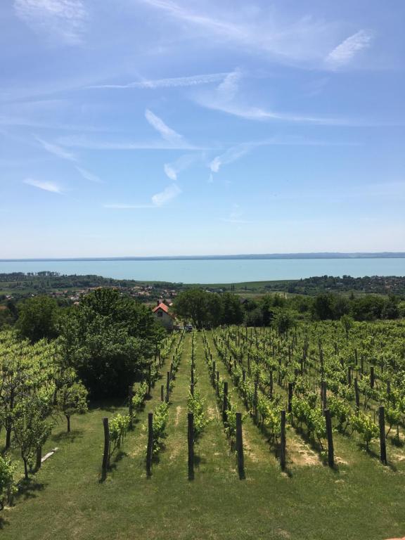 a vineyard with a view of the ocean at Hegyi Füge Vendégház in Csopak