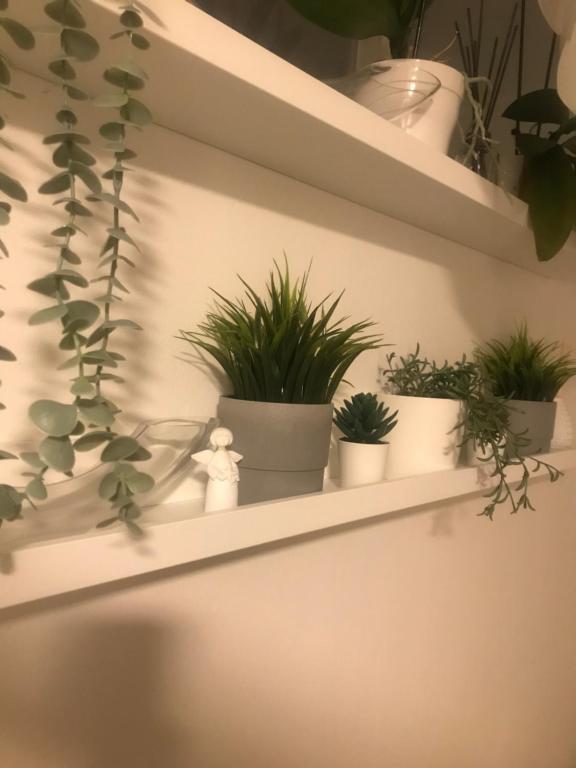 a shelf with a bunch of potted plants on it at Apartman Vervis Varaždin in Varaždin