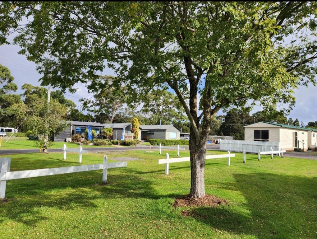 a tree in the middle of a field with white fences at Strahan Beach Tourist Park in Strahan