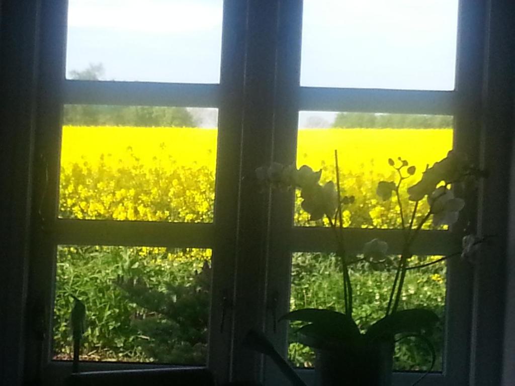 Zahrada ubytování Jungshoved Kro B&B