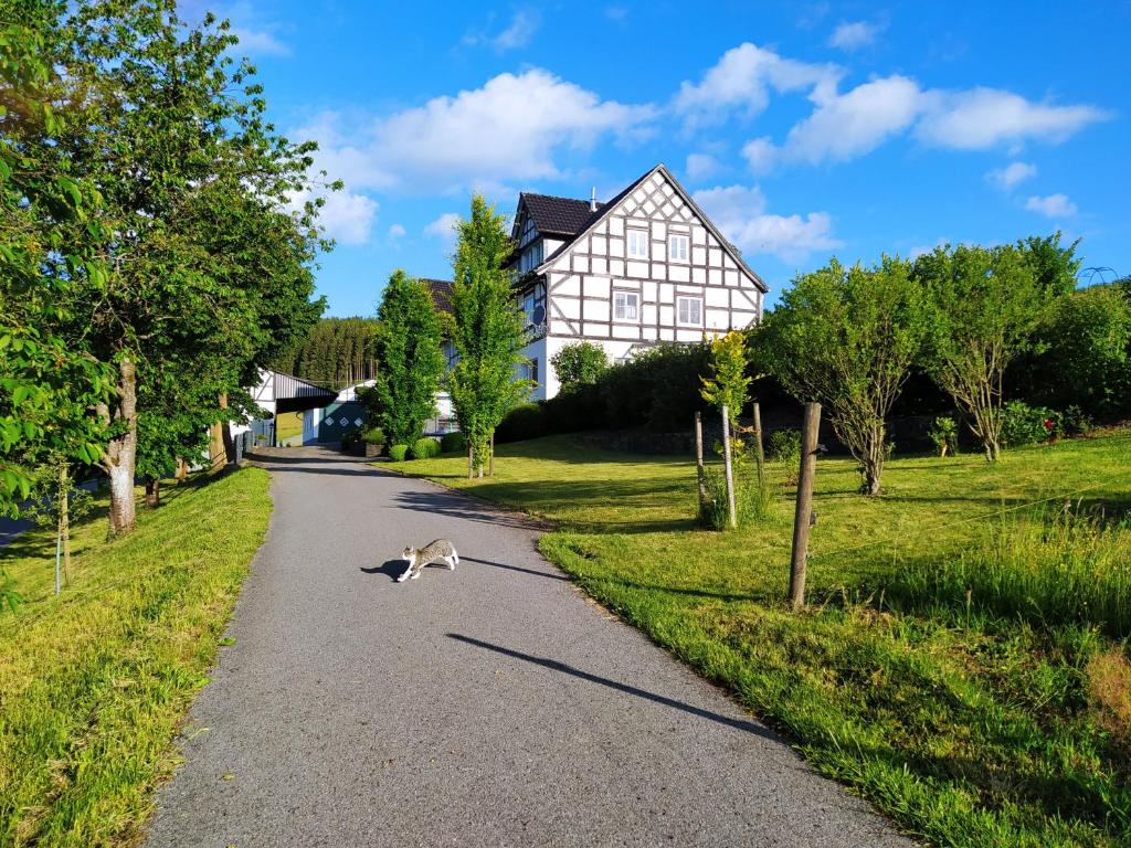um gato andando por uma estrada em frente a uma casa em kleine AusZeit em Eslohe