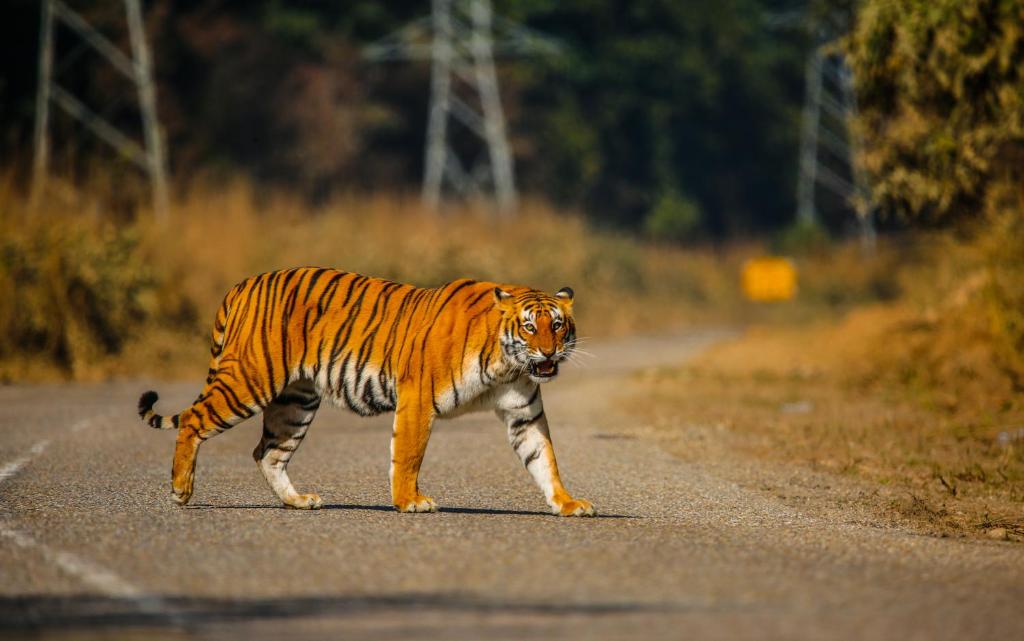 een tijger die over een weg loopt bij Wild Planet Eco Retreat in Bhurkīā