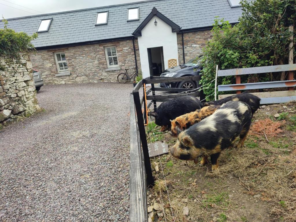 ein paar Tiere stehen neben einem Zaun in der Unterkunft The Old House at Belfield in Tralee
