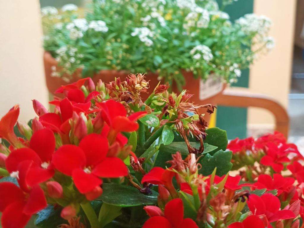 Zahrada ubytování Hostel Allegro