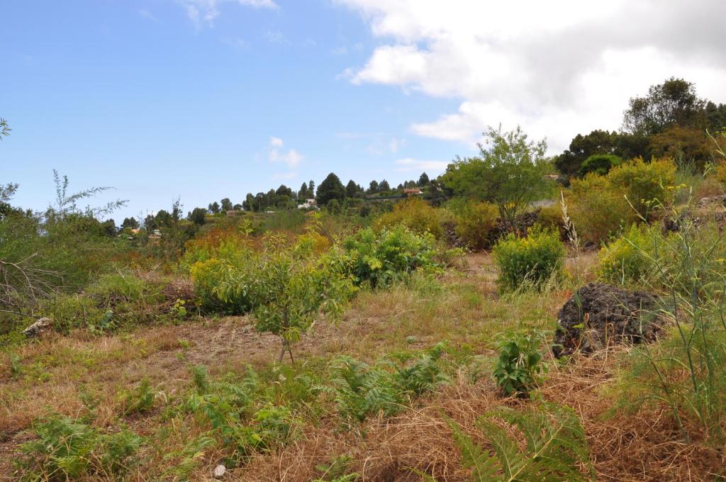 Oasis Hill Icod de los Vinos - 15