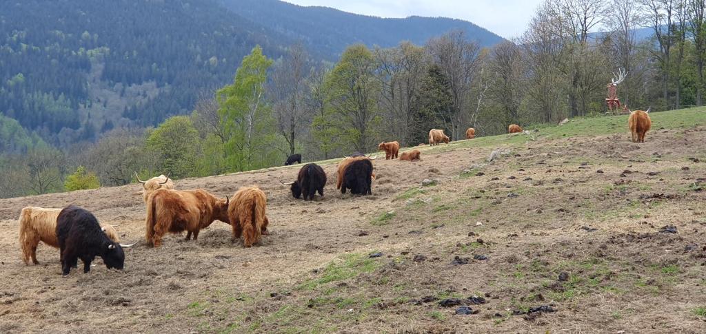 a herd of brown cows grazing on a hill at Jasmínový Ráj in Vítkovice