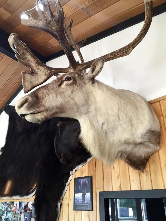 Zvířata v motelu nebo okolí