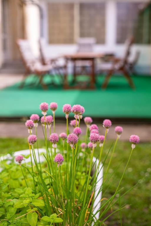 Zahrada ubytování Nefelejcs Hotel