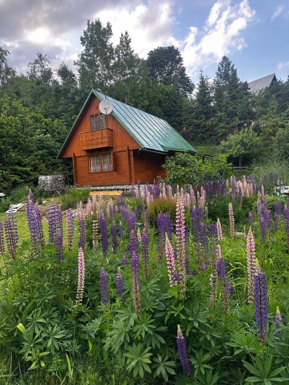 a field of purple flowers in front of a cabin at Chata Retro in Stará Lesná