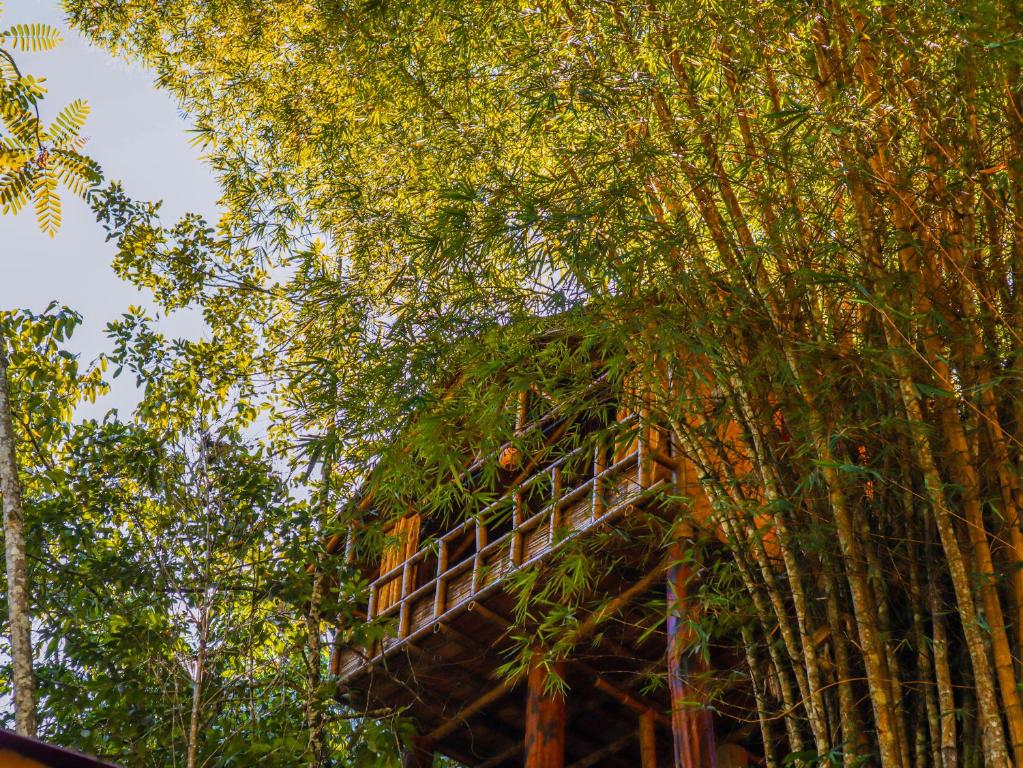 Zahrada ubytování Glamping Río Claro