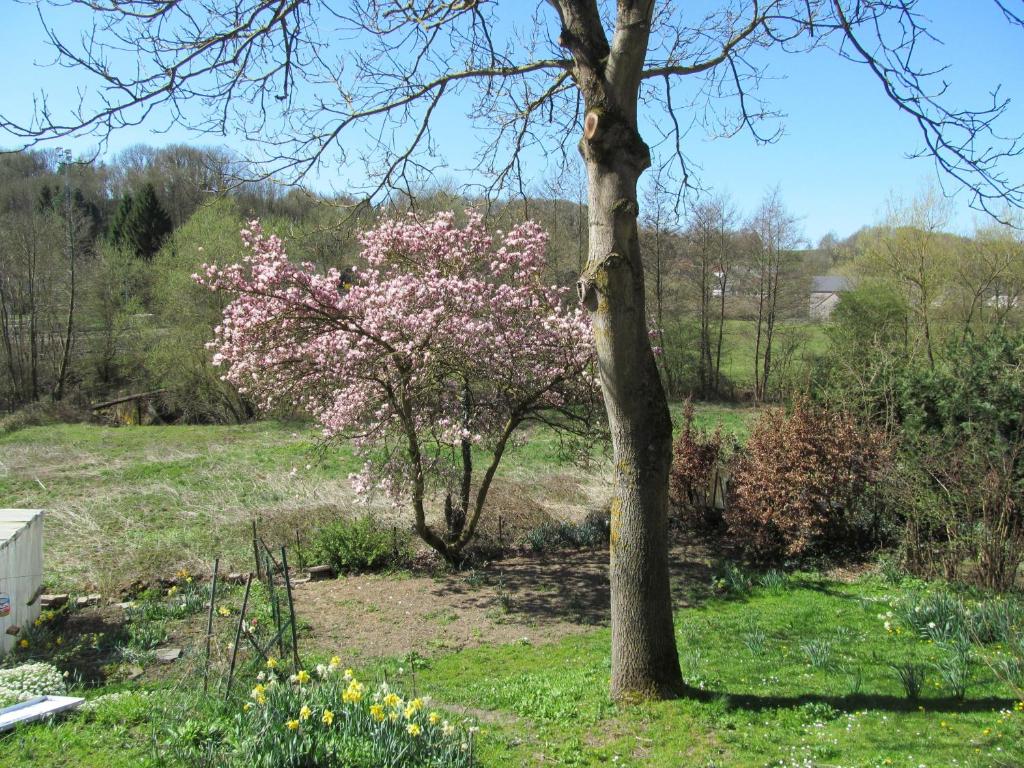 a tree with pink flowers in a field at Les Chèvrefeuilles in Walcourt
