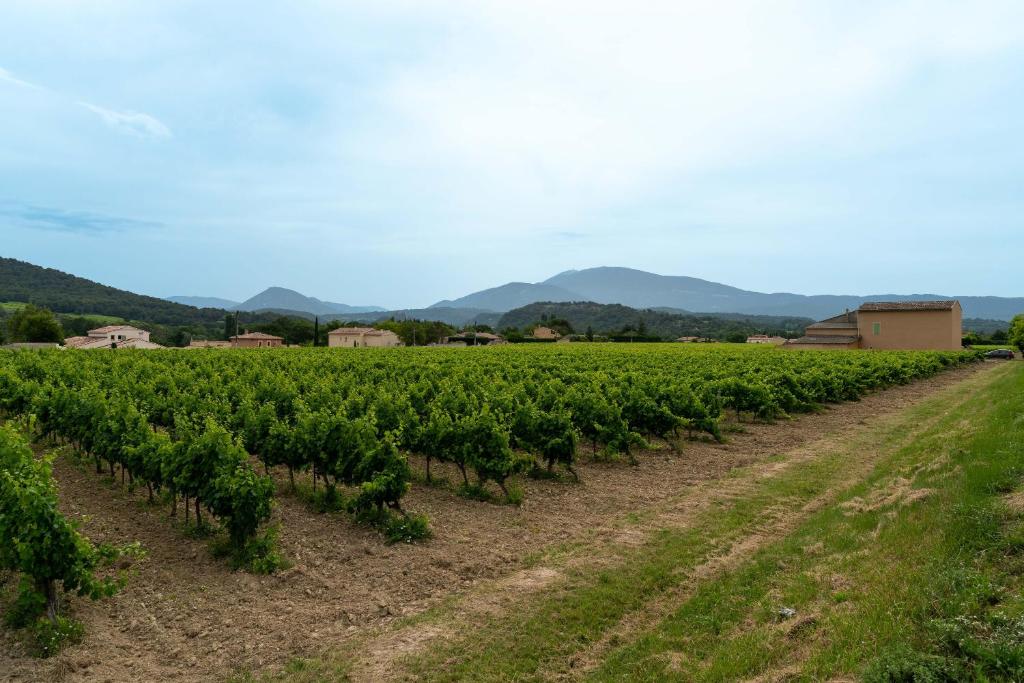a field of vines with mountains in the background at Studio Meuble Pied Du Ventoux in Malaucène