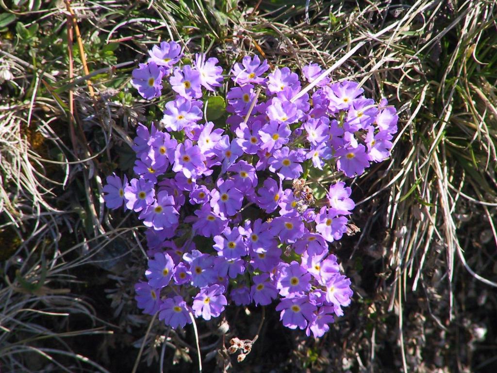 Fotografia z galérie ubytovania Anemone Home v destinácii Santa Caterina Valfurva