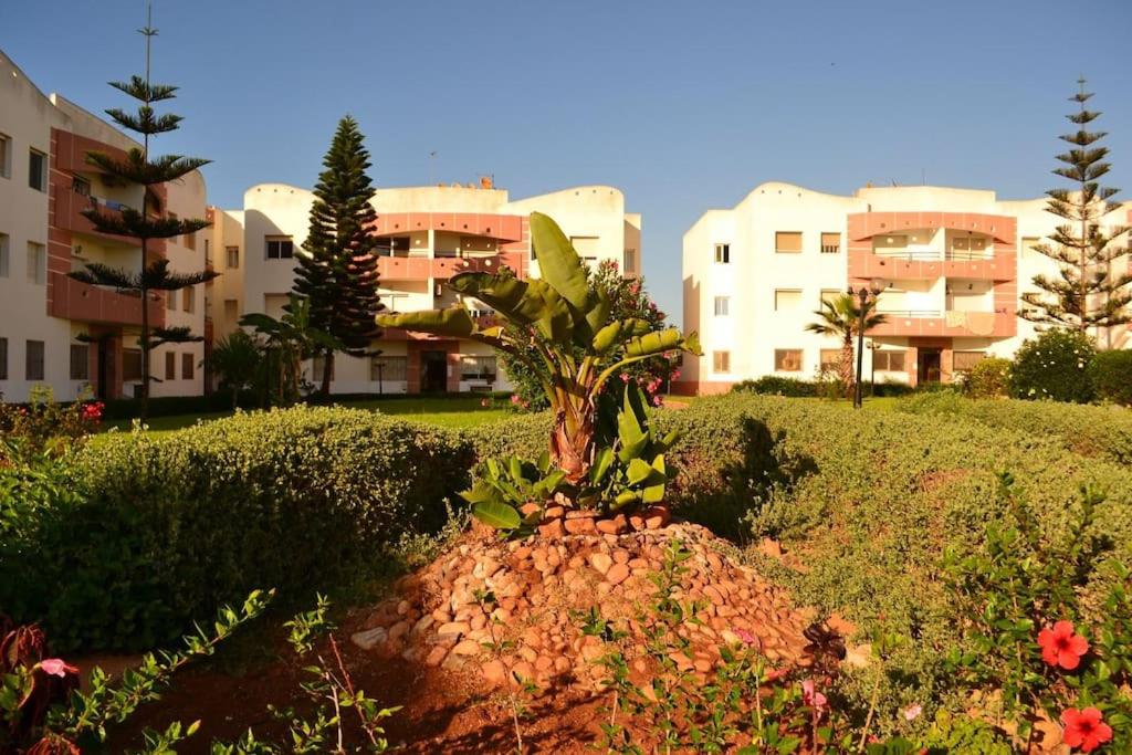 a small palm tree sitting on top of a rock at Luxury flat in Mohamadia. in Mohammedia