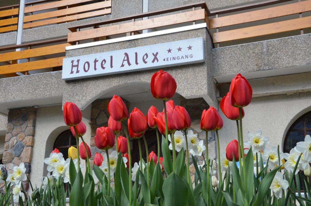 Hotel Alex - Resim 38