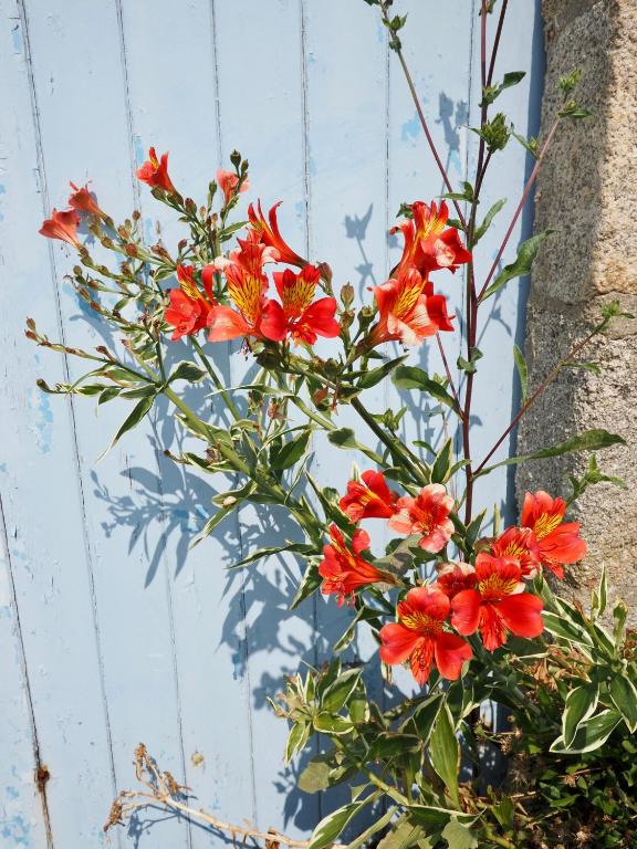 a bunch of red flowers in front of a wall at 30 m des Plages - Port du Magouër - 6 invités in Plouhinec