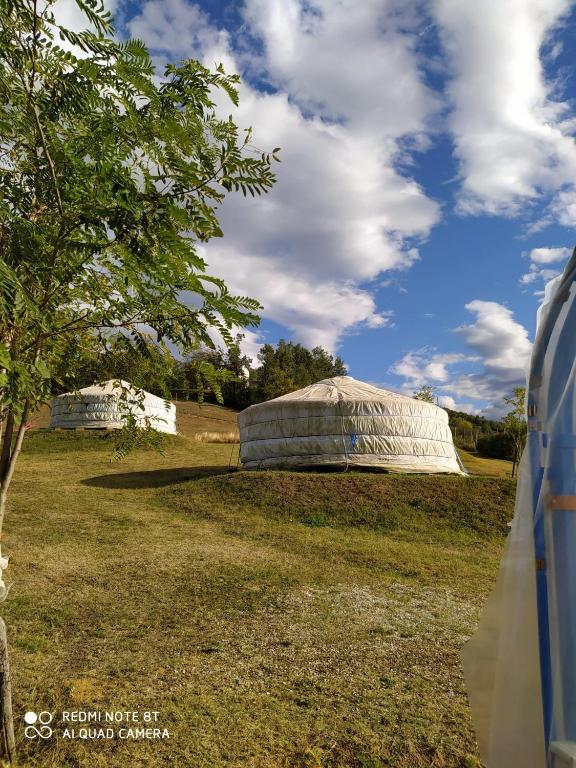 two domes in a field with a tree at Yurte in Langa in Bosia