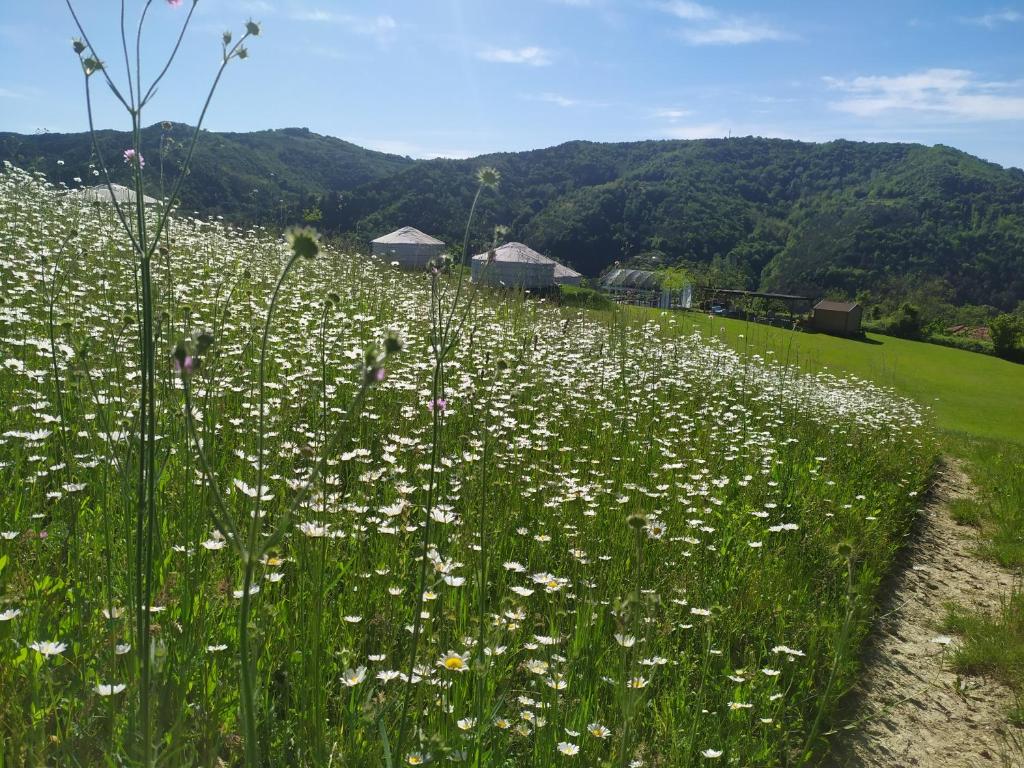 a field of white flowers in a green field at Yurte in Langa in Bosia