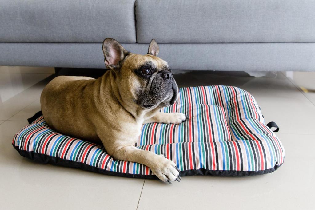 O animal ou animais de estimação com os hóspedes em Promenade Link Stay Barra da Tijuca