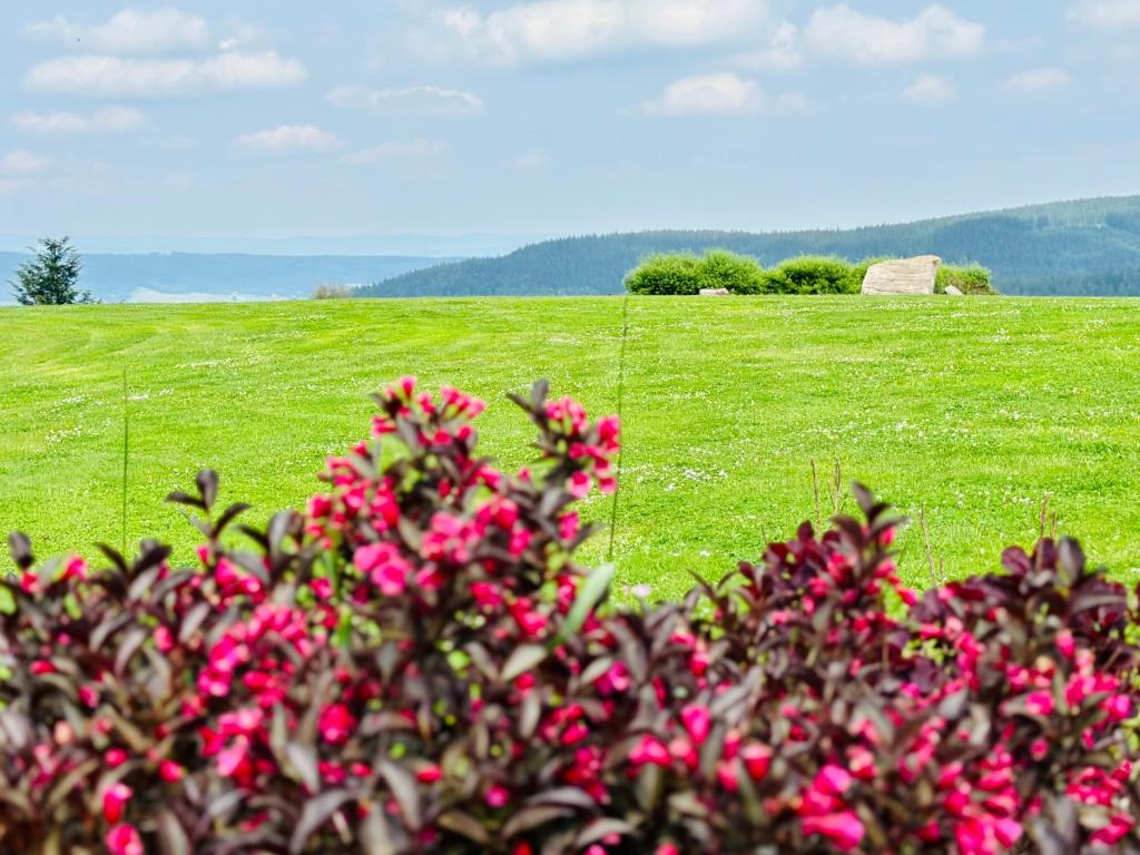 ドゥシュニキ・ズドルイにあるApartamenty InnWersjaの緑の草原のピンクの花の茂み