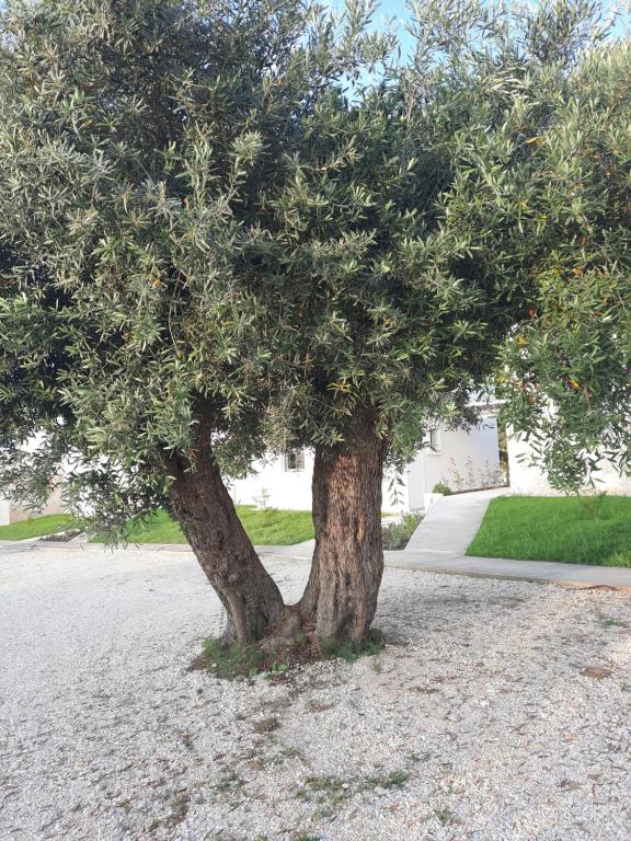 a tree sitting in the middle of a gravel field at Astrum Luxury Suites in Vourvourou
