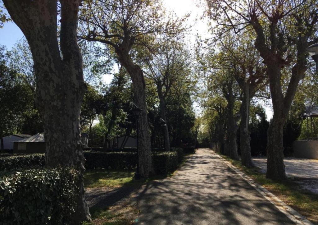 a tree lined driveway with trees on either side at Joli Mobil Home in Agde