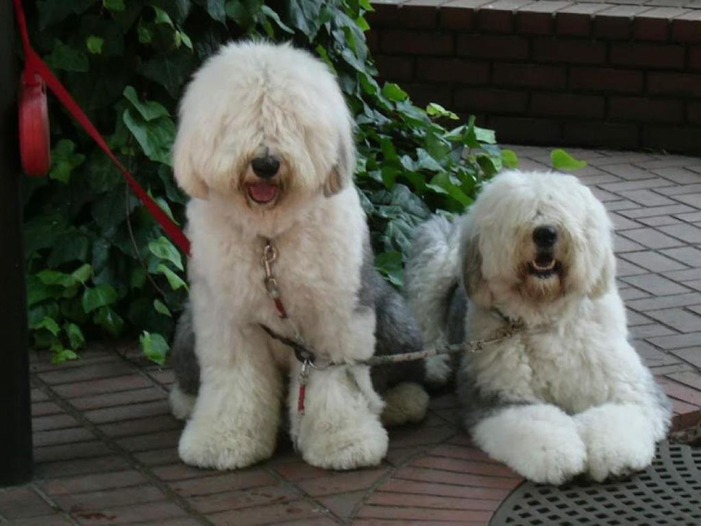 dos perros blancos con correa sentados uno al lado del otro en Pension Alba - Vacation STAY 70972v, en Tateyama