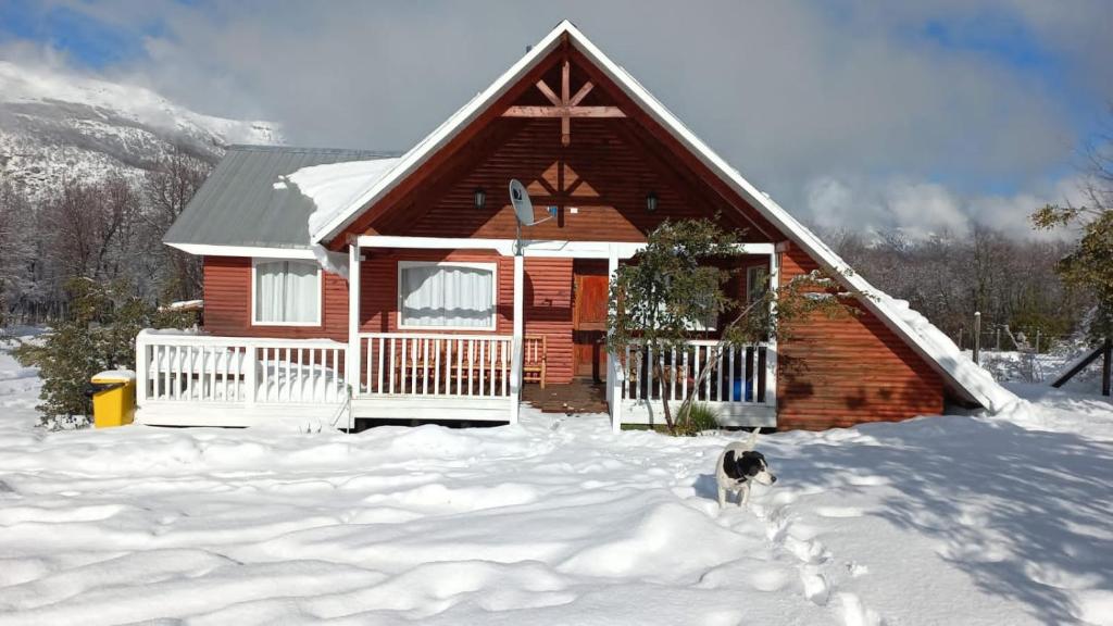 un perro parado en la nieve frente a una casa en Cabana Vista Nevada, en Nevados de Chillán