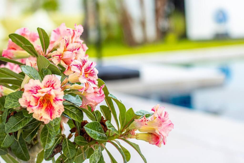 Zahrada ubytování RUSARDI Poolvilla Ao Nang - new Villa 4 Bedrooms 4 Bathrooms, 10m Pool