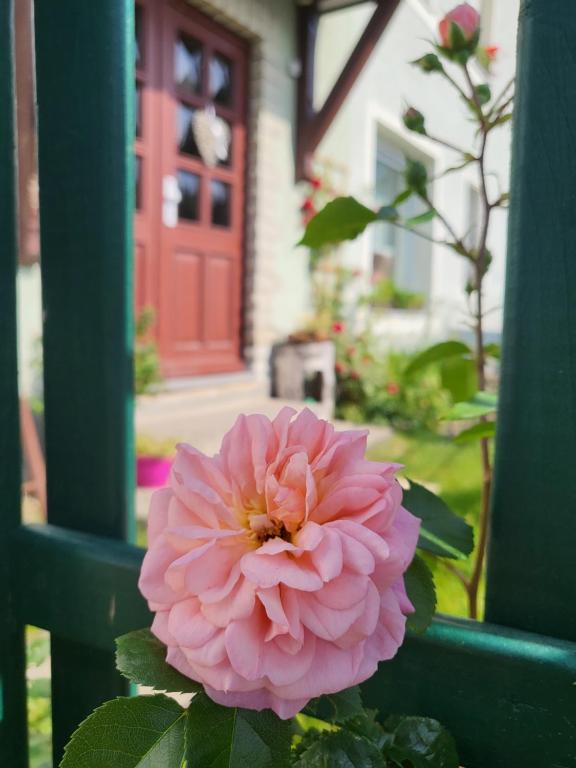 een roze bloem op een veranda met een rode deur bij Ferienwohnung Simmert in Kurort Gohrisch