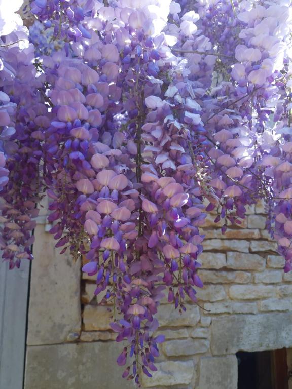 a bunch of purple flowers hanging from a wall at Wisteria Cottage in Les Adjots