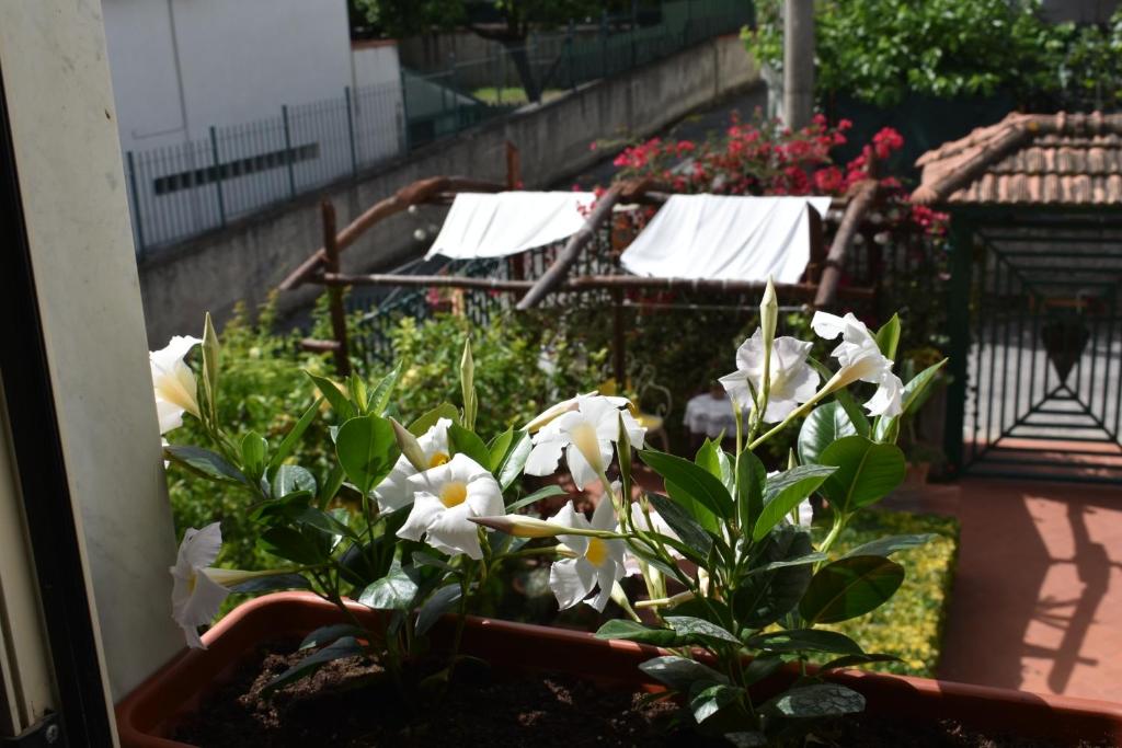 Ogród w obiekcie Villa Di Martino