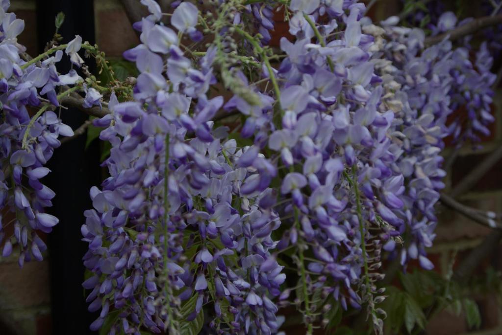 Ein Haufen lila Blumen in einer Vase in der Unterkunft 5 Charlton Mill Way B&B in Chichester