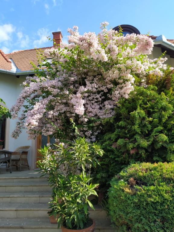 Zahrada ubytování Frutta Villa