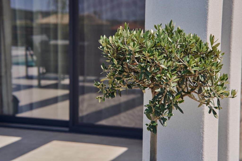 a small green plant in front of a window at Mouzaki's Stone Villas in Volímai