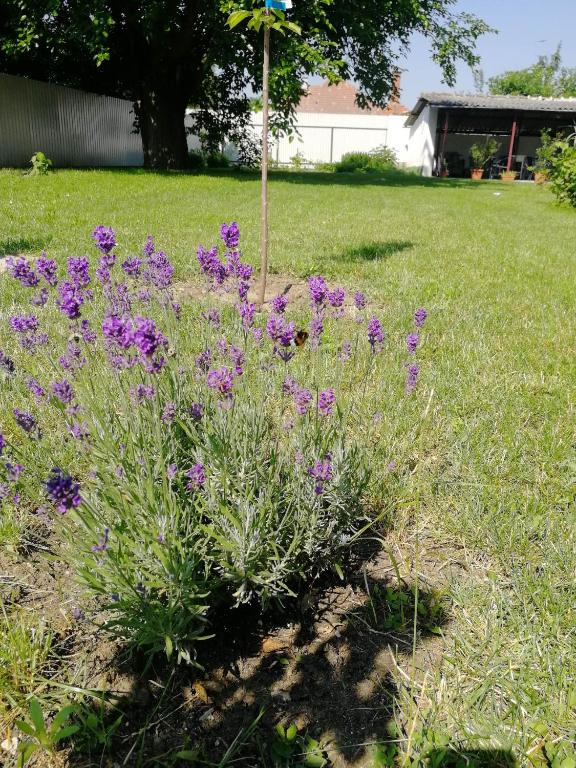 Zahrada ubytování Zsuzsanna Vendégház