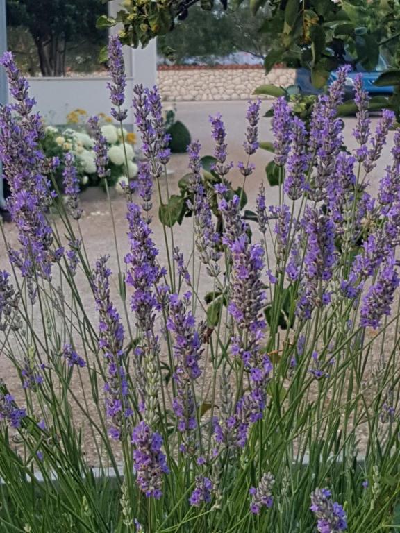 Gabi Rooms & Studio Apartment - 9